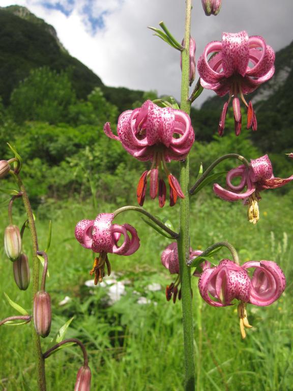 Bezgova Hisica Villa โบเว็ก ภายนอก รูปภาพ