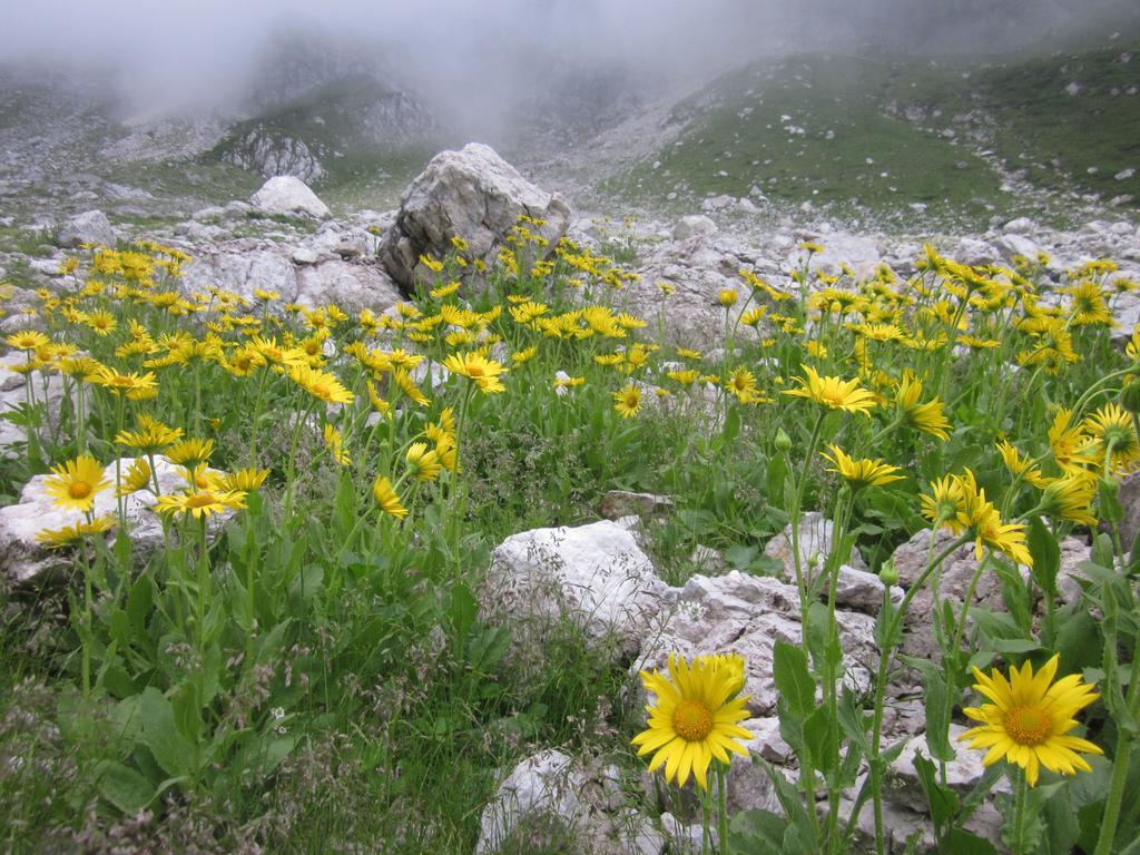 Bezgova Hisica Villa โบเว็ก ภายนอก รูปภาพ