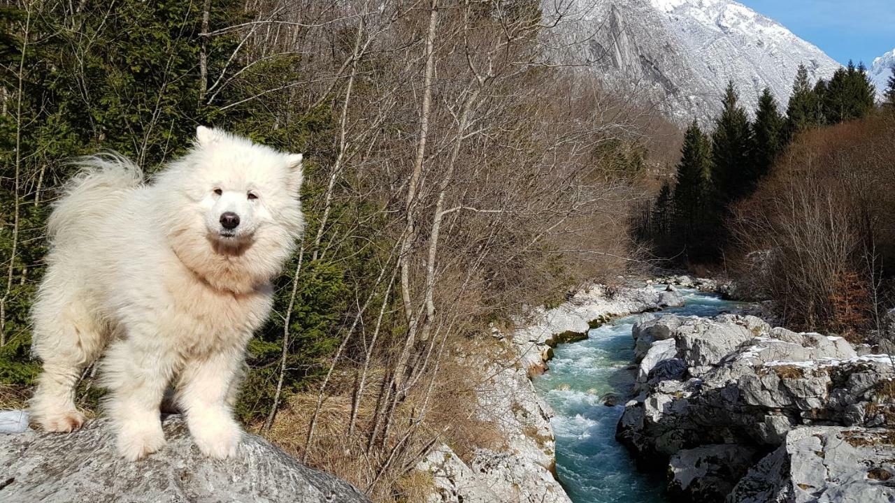 Bezgova Hisica Villa โบเว็ก ภายนอก รูปภาพ
